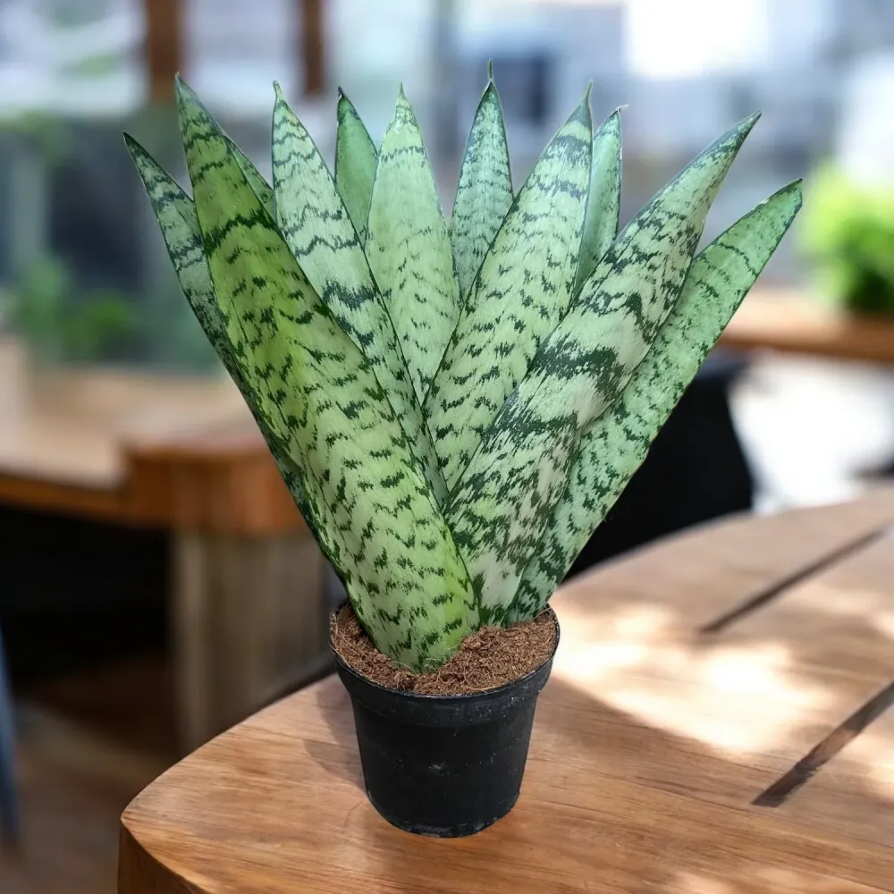 Sansevieria zeylanica ‘Fan'