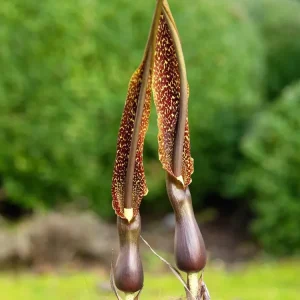 Sauromatum Venosum 'Voodoo Lily'