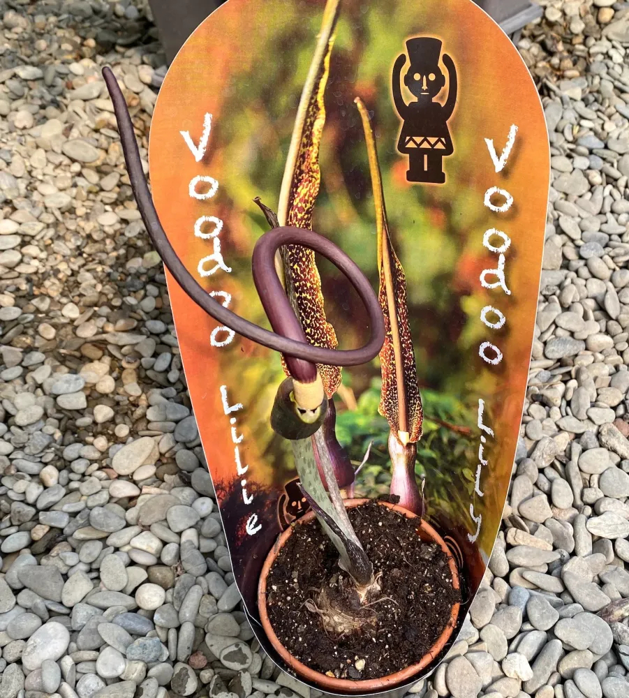 Sauromatum Venosum 'Voodoo Lily'