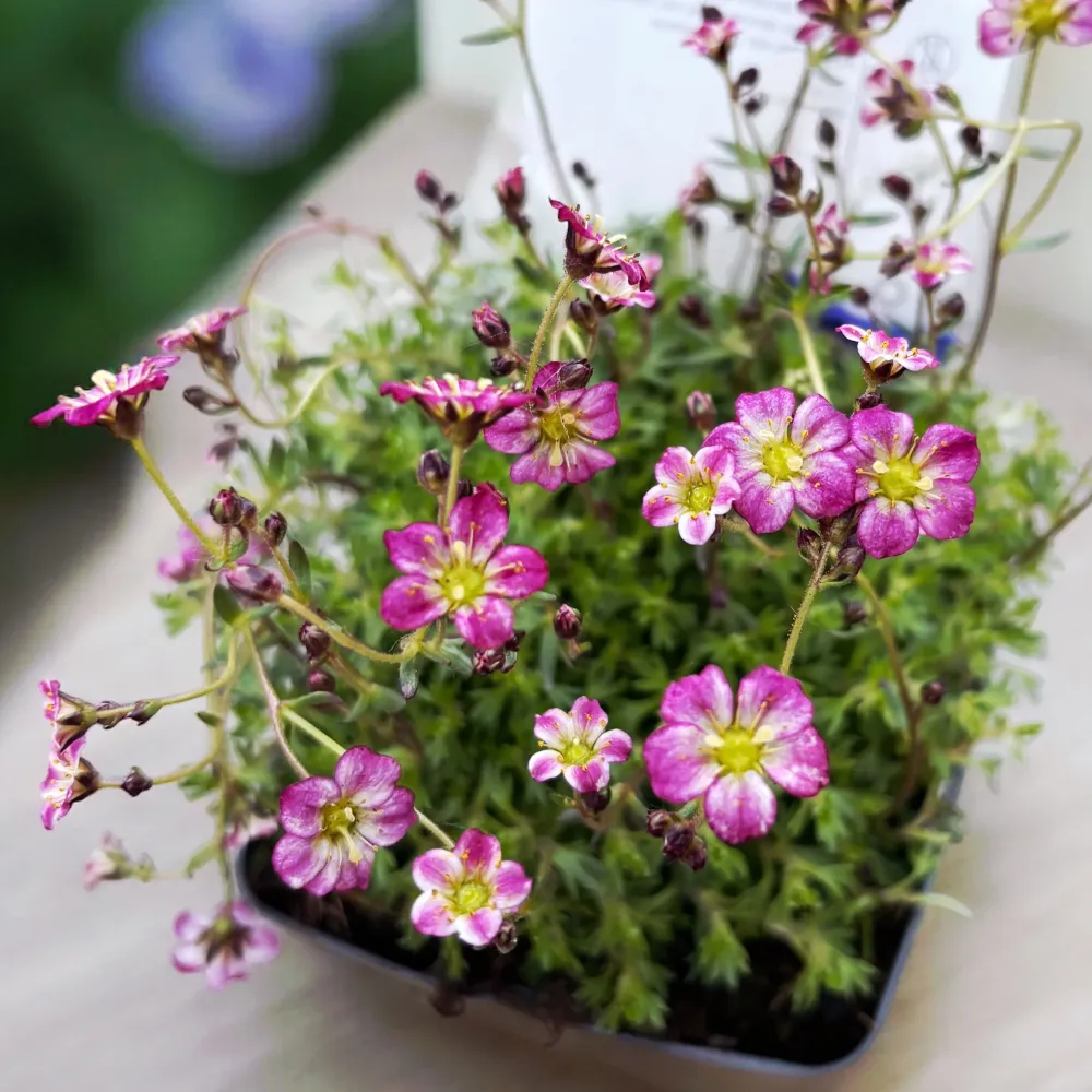 Saxifraga ‘Alpino Early Pink Heart’
