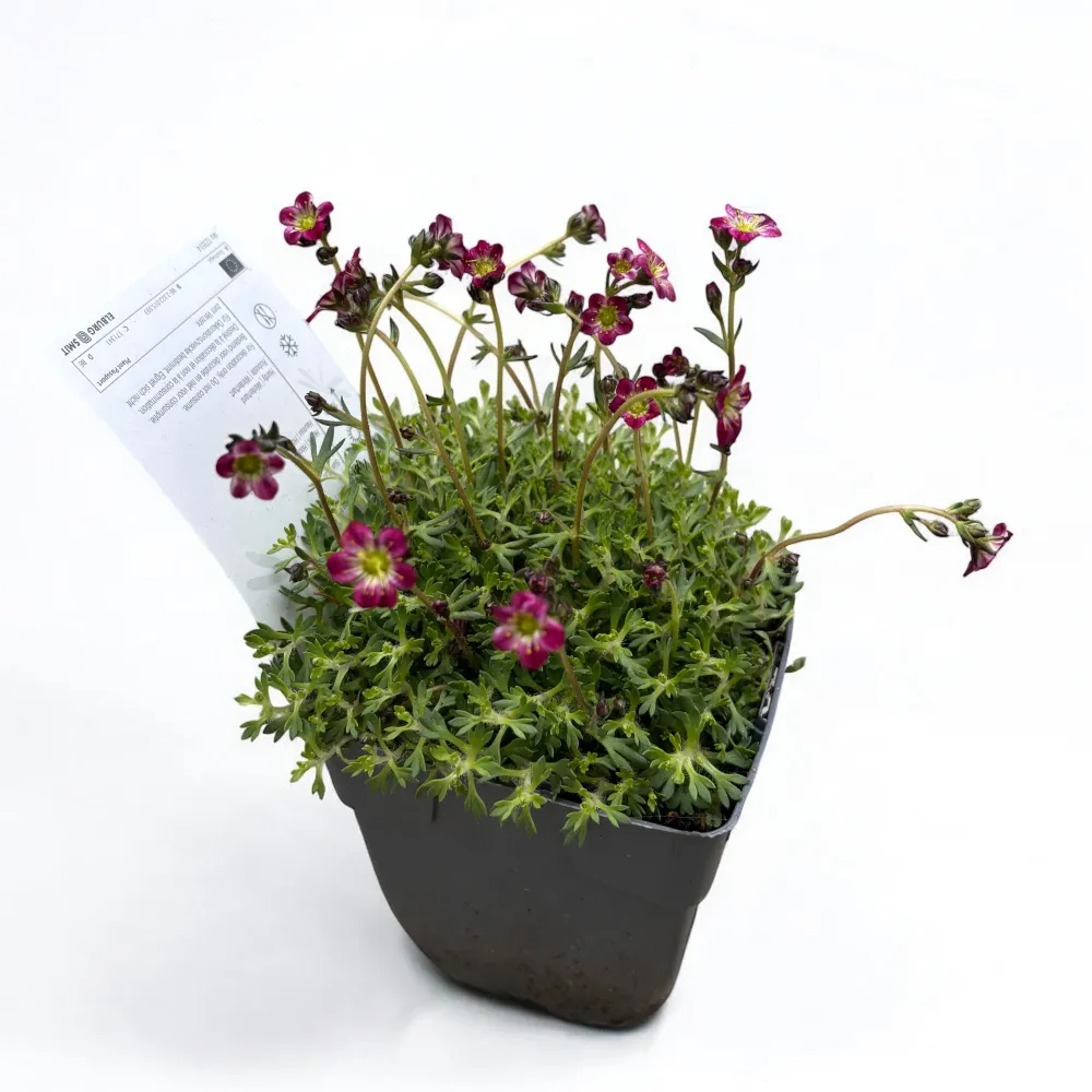 Saxifraga ‘Alpino Early Pink Heart’