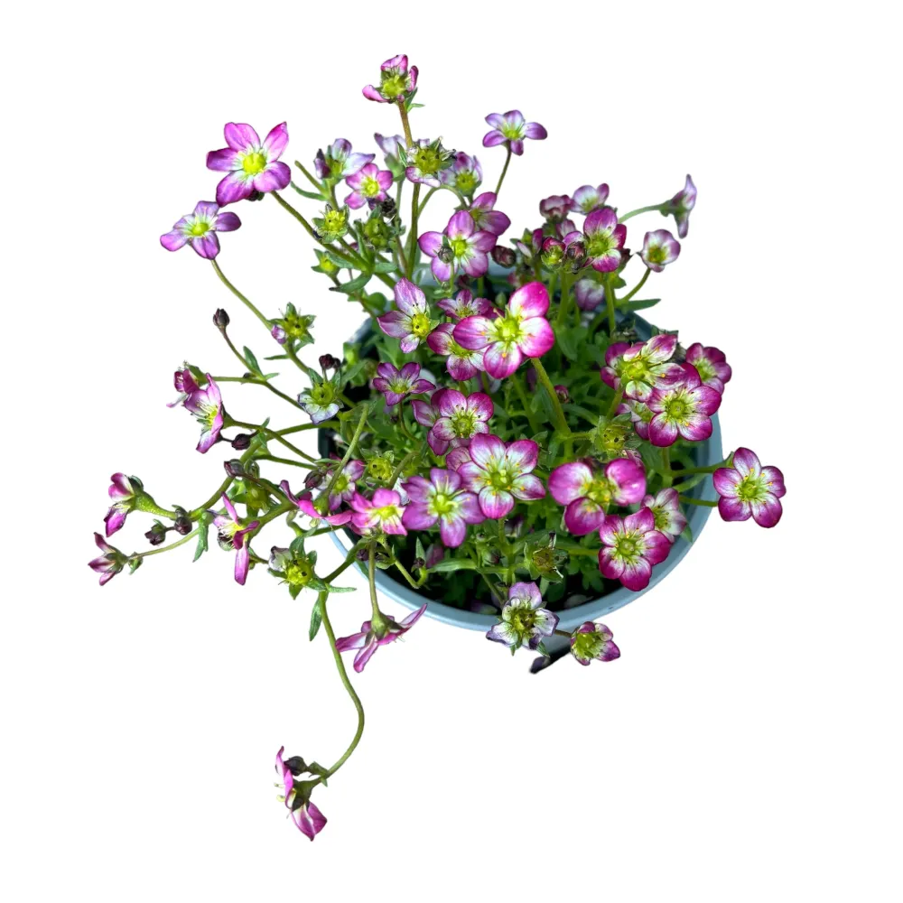 Saxifraga ardensii Pink