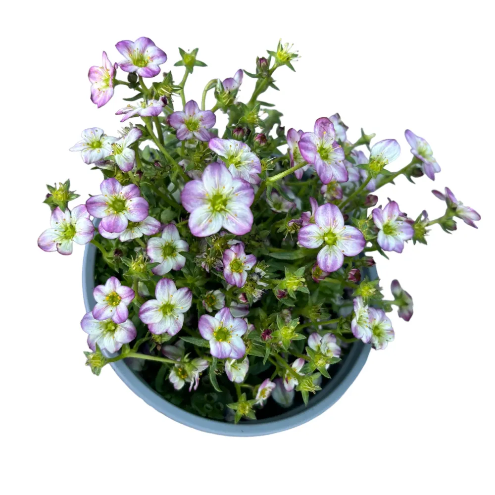 Saxifraga ardensii Pink