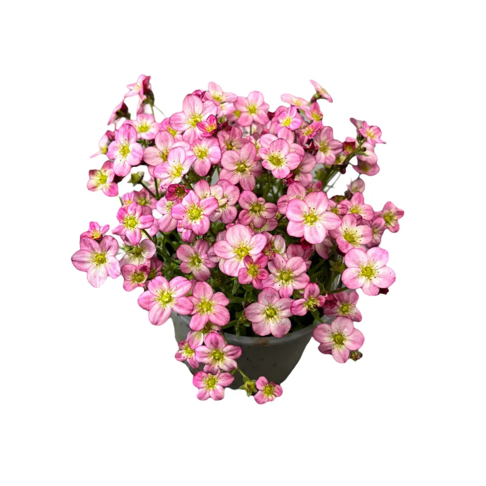 Saxifraga ardensii Pink