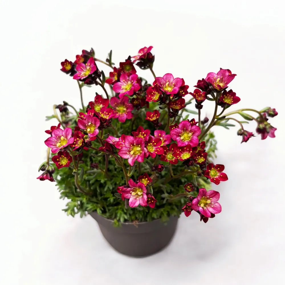 Saxifraga x arendsii 'Alpino Rose'