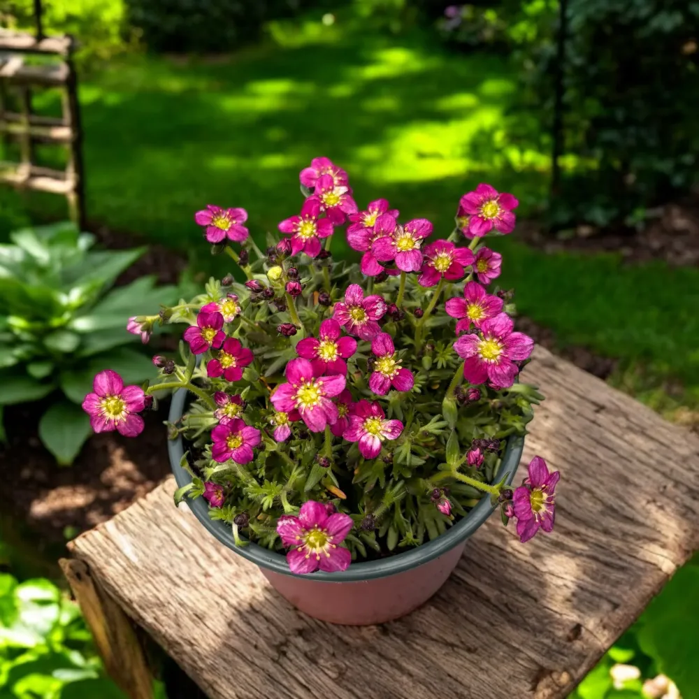Saxifraga x arendsii 'Marto Rose'