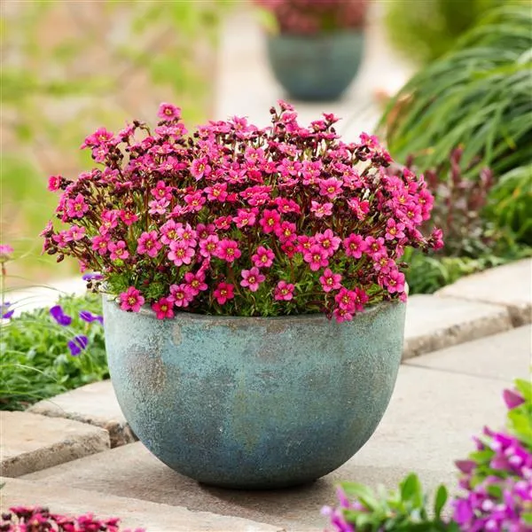 Saxifraga x arendsii 'Marto Rose'