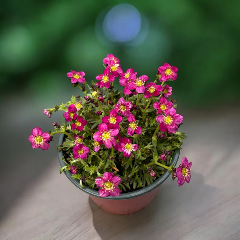 Saxifraga x arendsii 'Marto Rose'