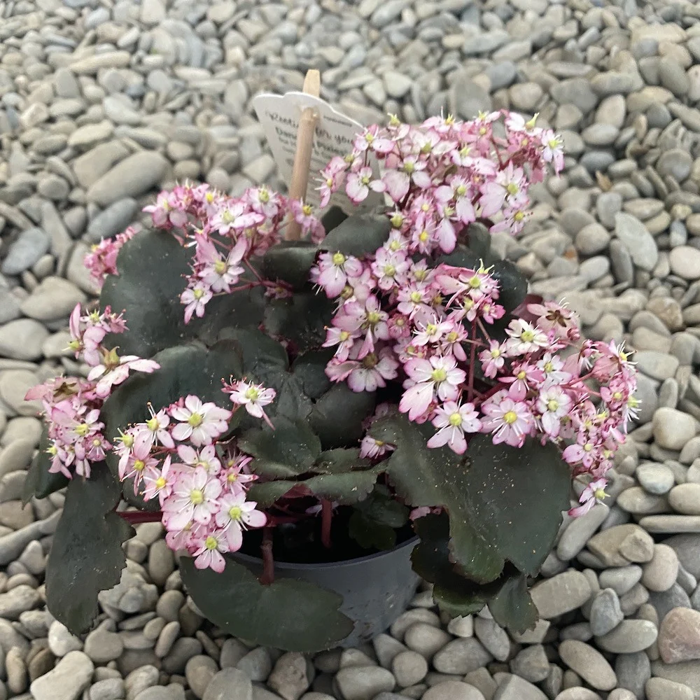Saxifraga cortusifolia 'Dancing Pixies' - flori roz pal