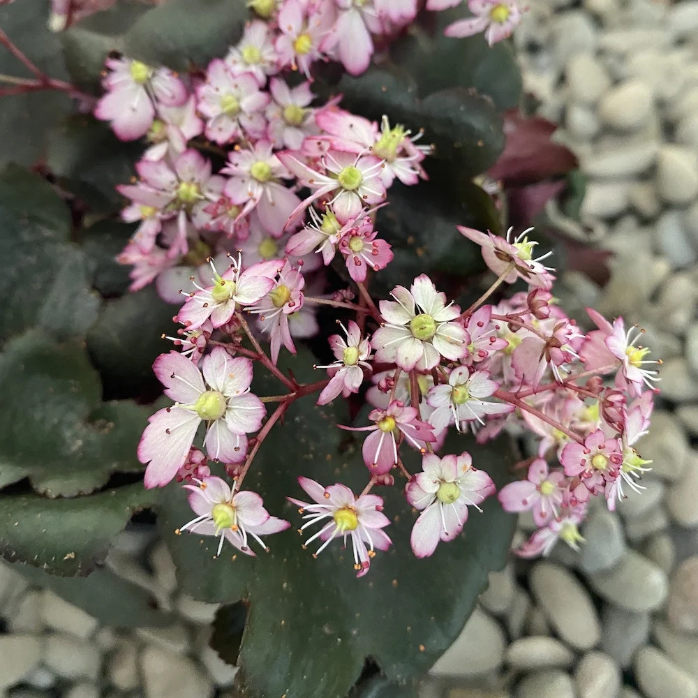 Saxifraga cortusifolia 'Dancing Pixies' - flori roz pal