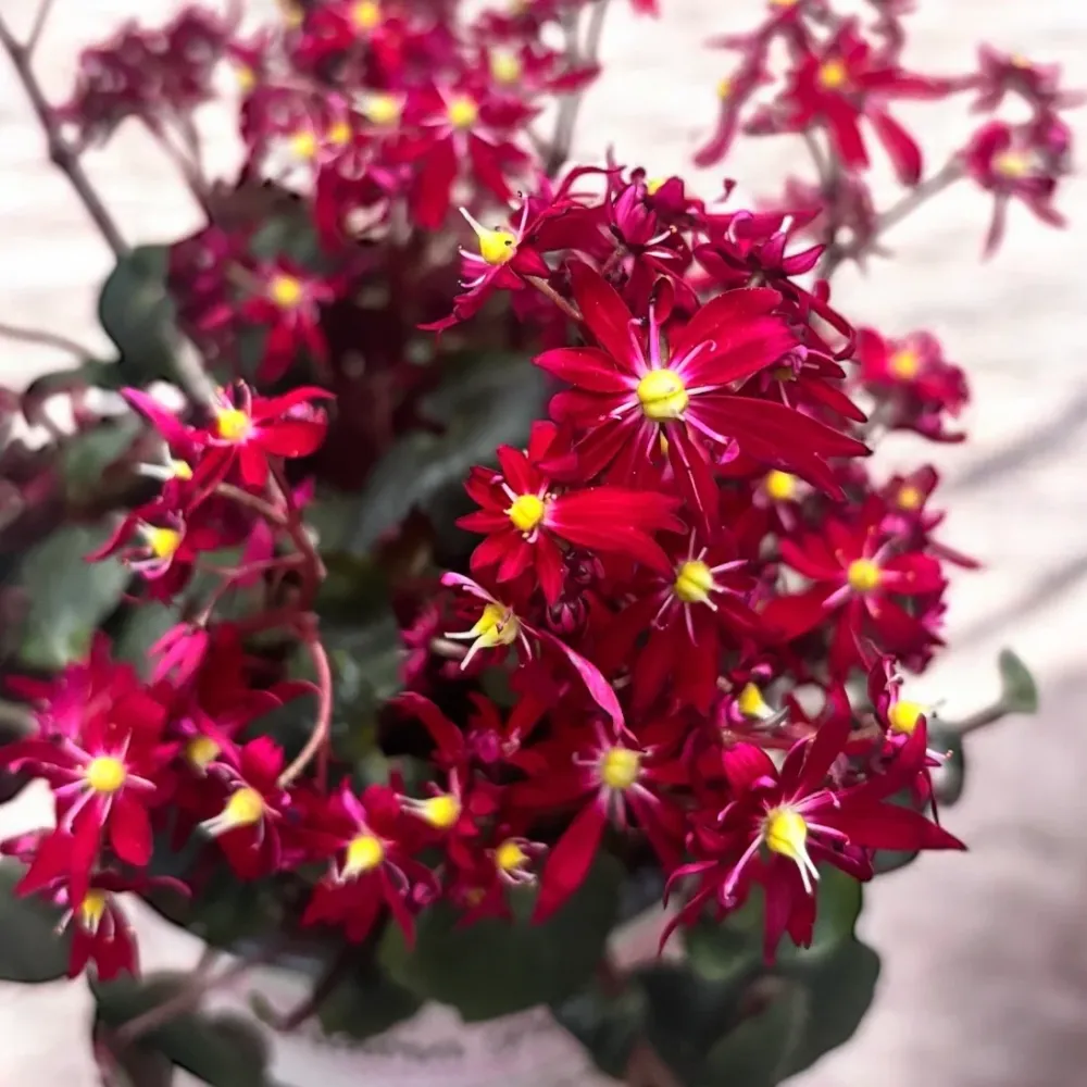 Saxifraga cortusifolia Dancing Pixies® ‘Tessy’ – floare de toamna cu flori rosii