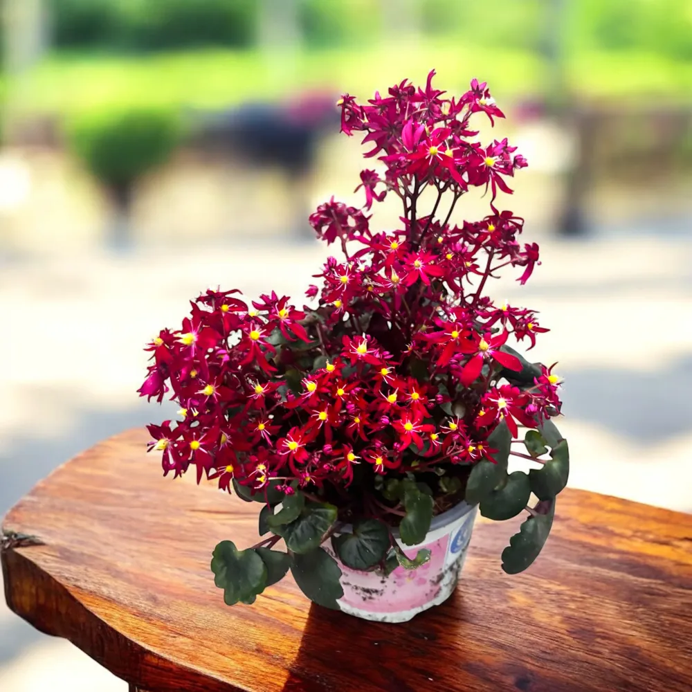 Saxifraga cortusifolia Dancing Pixies® ‘Tessy’ – floare de toamna cu flori rosii