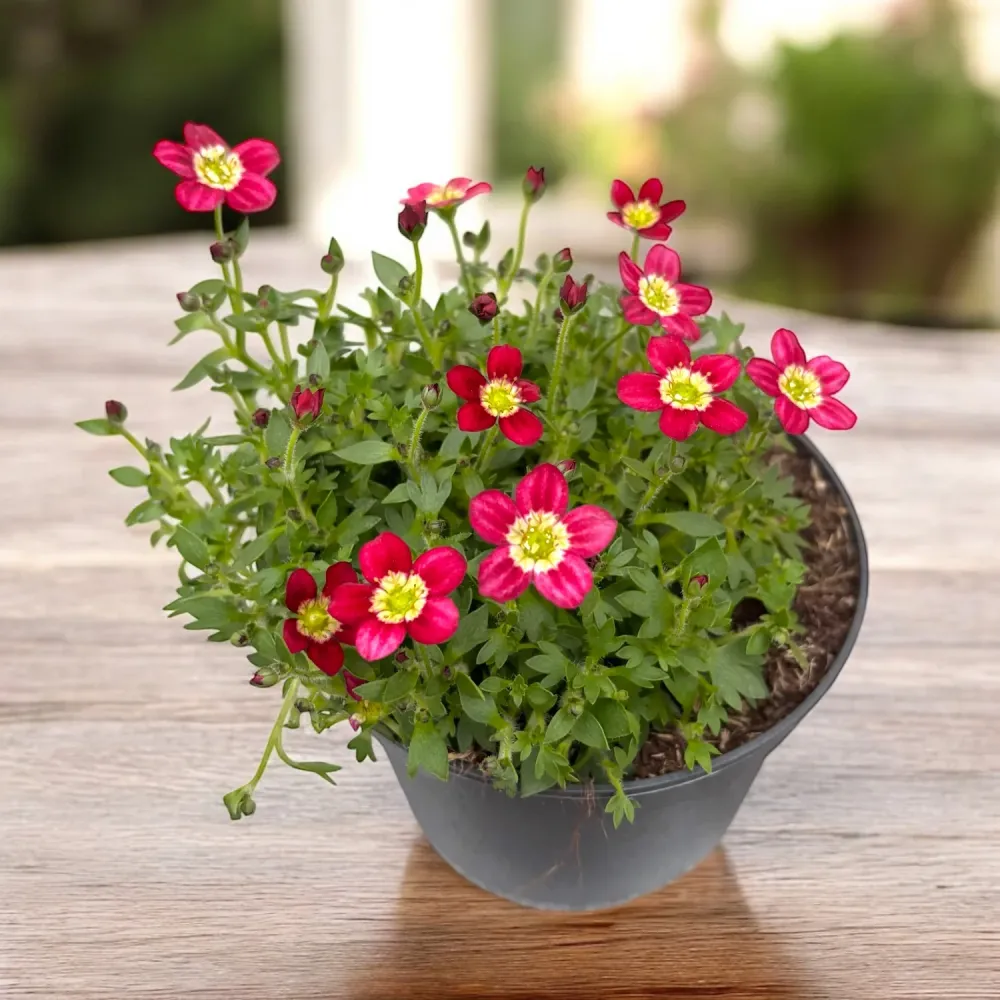 Saxifraga Peter Pan