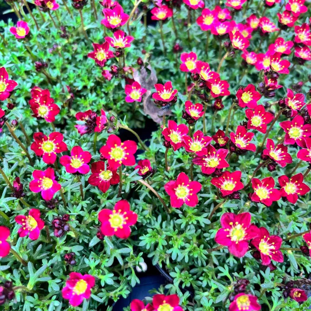 Saxifraga Peter Pan