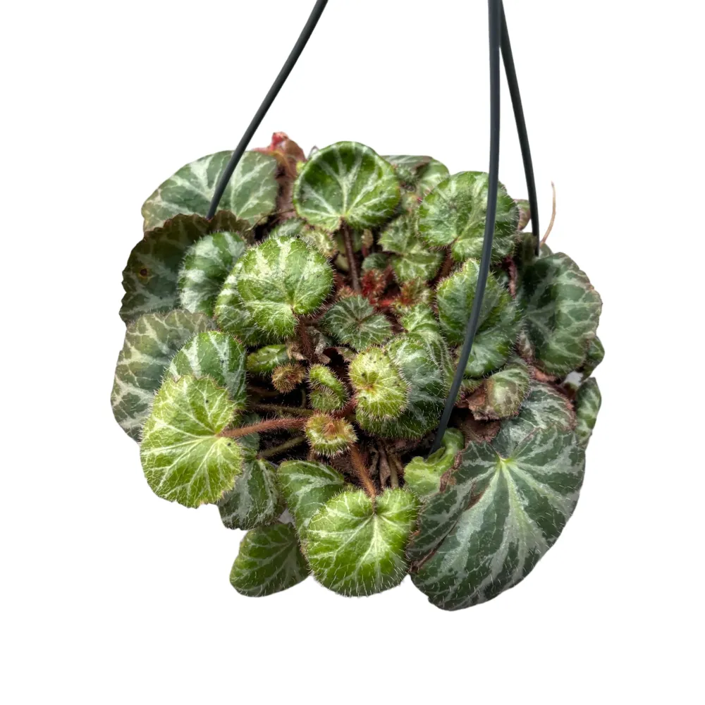 Saxifraga stolonifera (Barba jidanului)