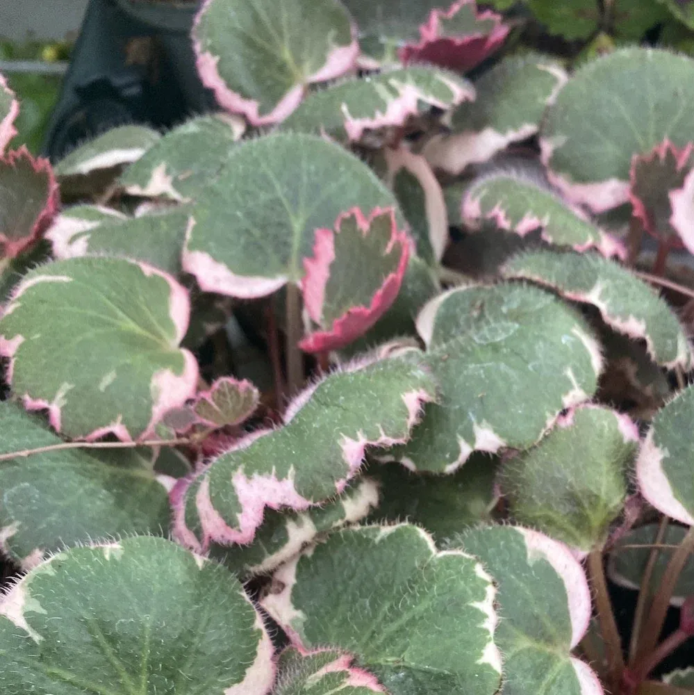 Saxifraga stolonifera ‘Tricolor’ (Barba jidanului variegata)