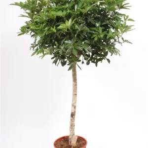Schefflera arboricola Compacta H150 cm