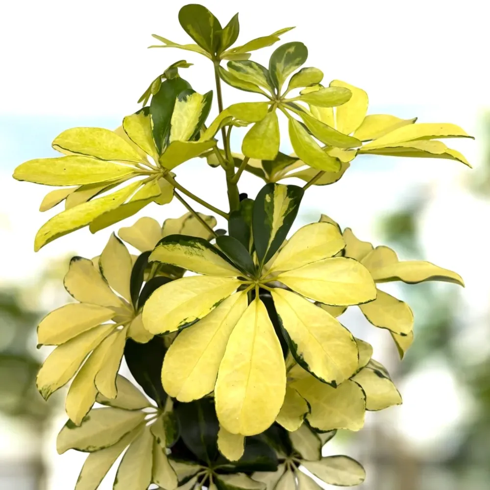 Schefflera arboricola 'Melanie' (Arborele umbrela) – eleganta compacta cu frunzis verde-lucios
