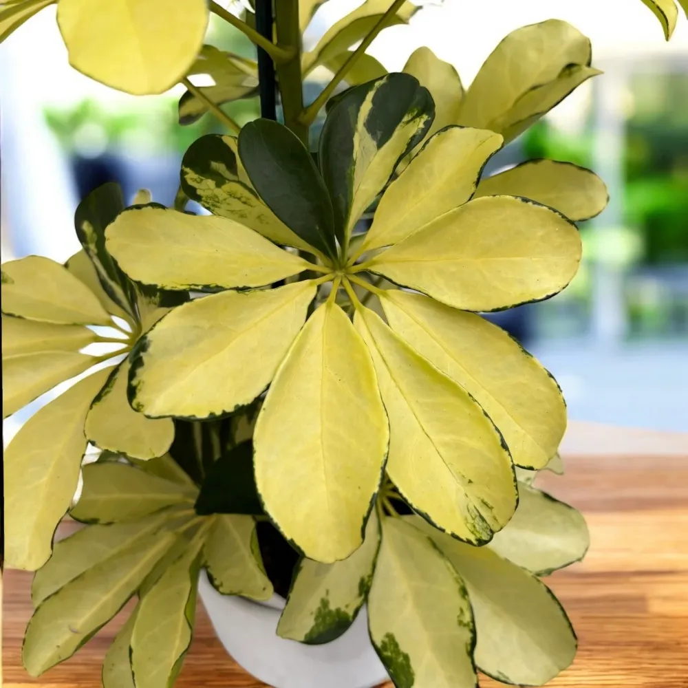 Schefflera arboricola 'Melanie' (Arborele umbrela) – eleganta compacta cu frunzis verde-lucios