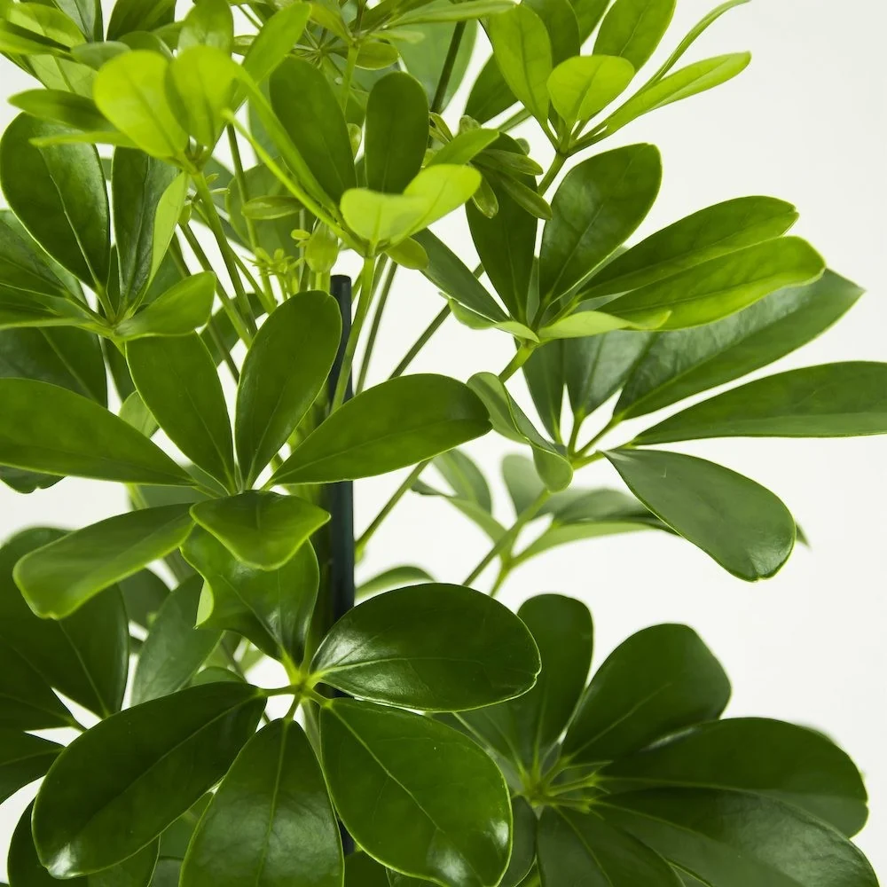 Schefflera Arboricola Nora - Arborele Umbrela