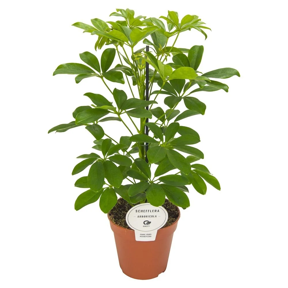 Schefflera Arboricola Nora - Arborele Umbrela