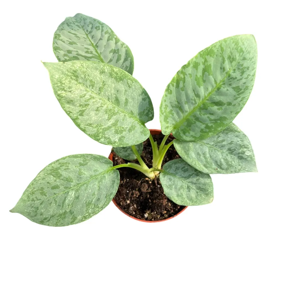 Schismatoglottis longispatha 'Variegata'