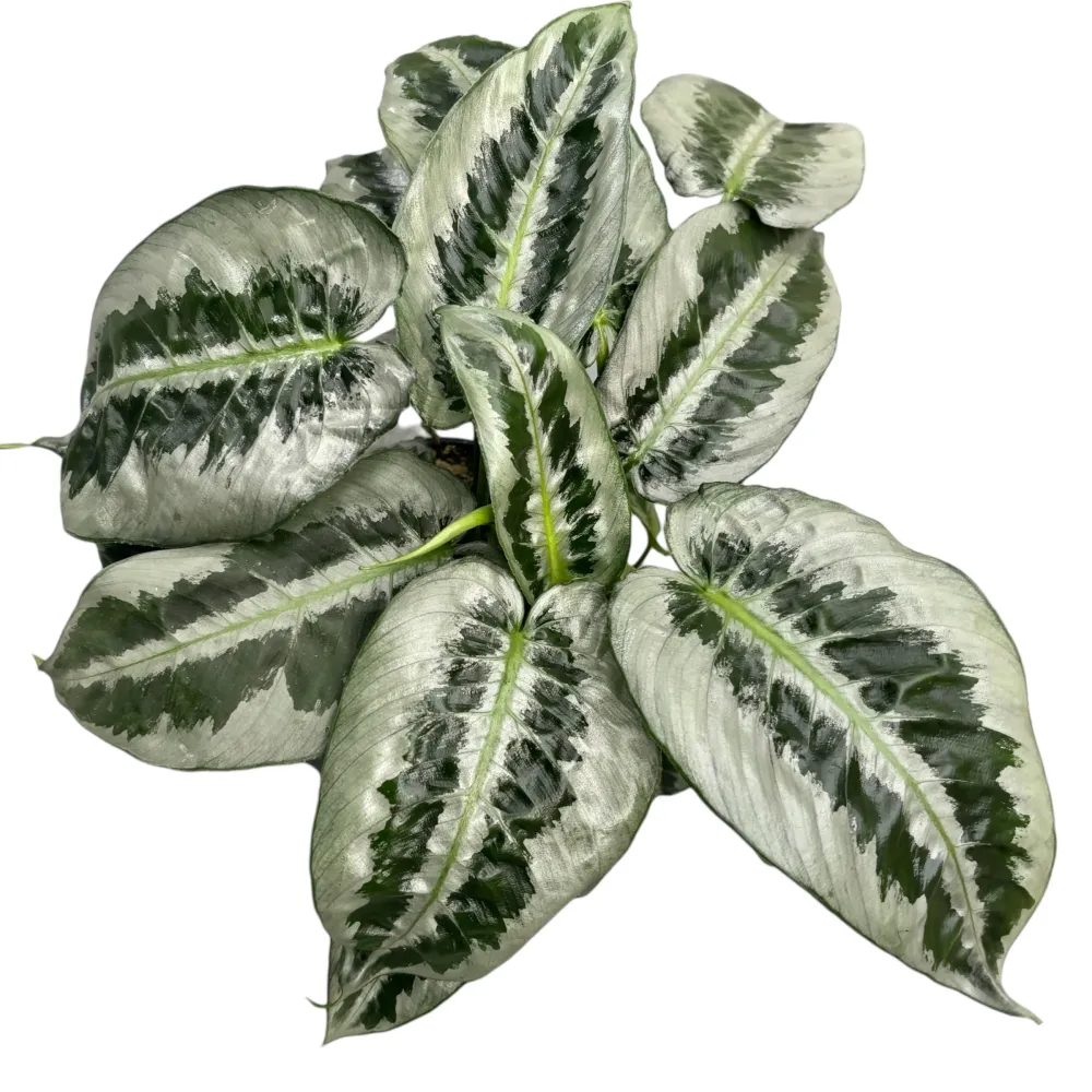 Schismatoglottis Motleyana