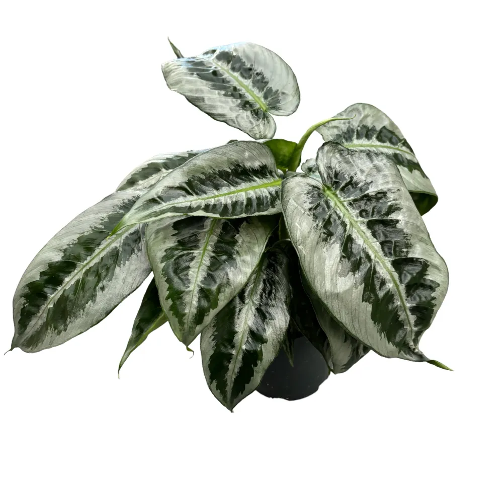 Schismatoglottis Motleyana