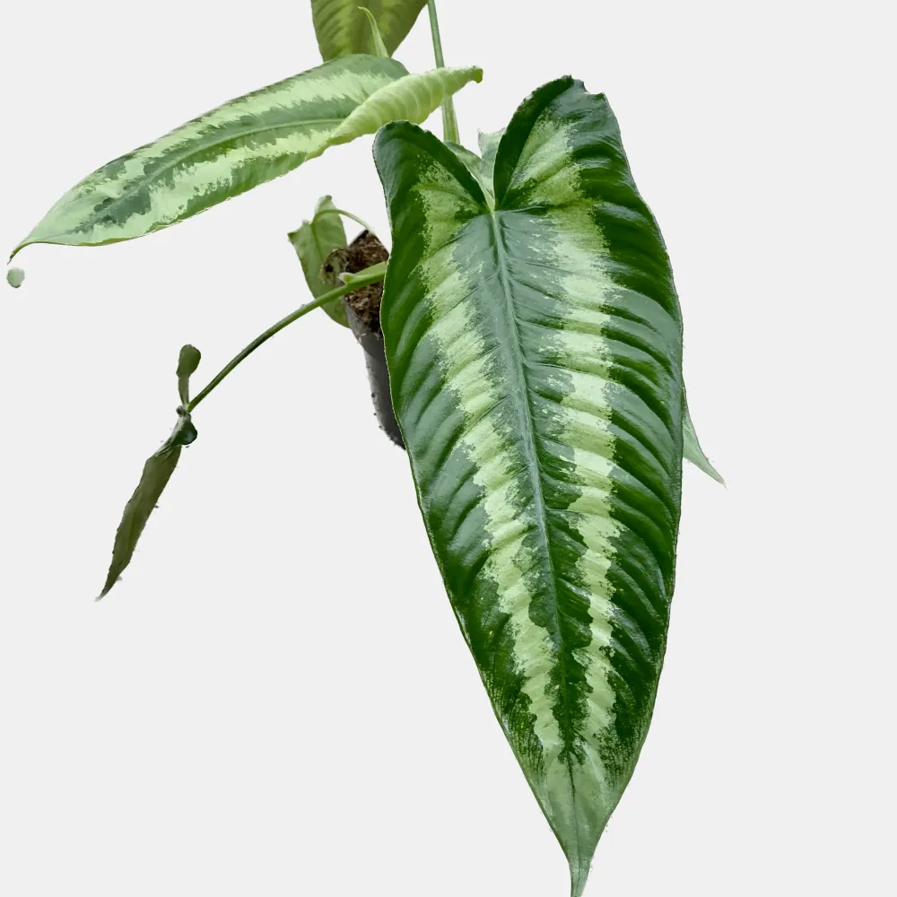 Schismatoglottis wallichii 1pp (frunze cu defecte)