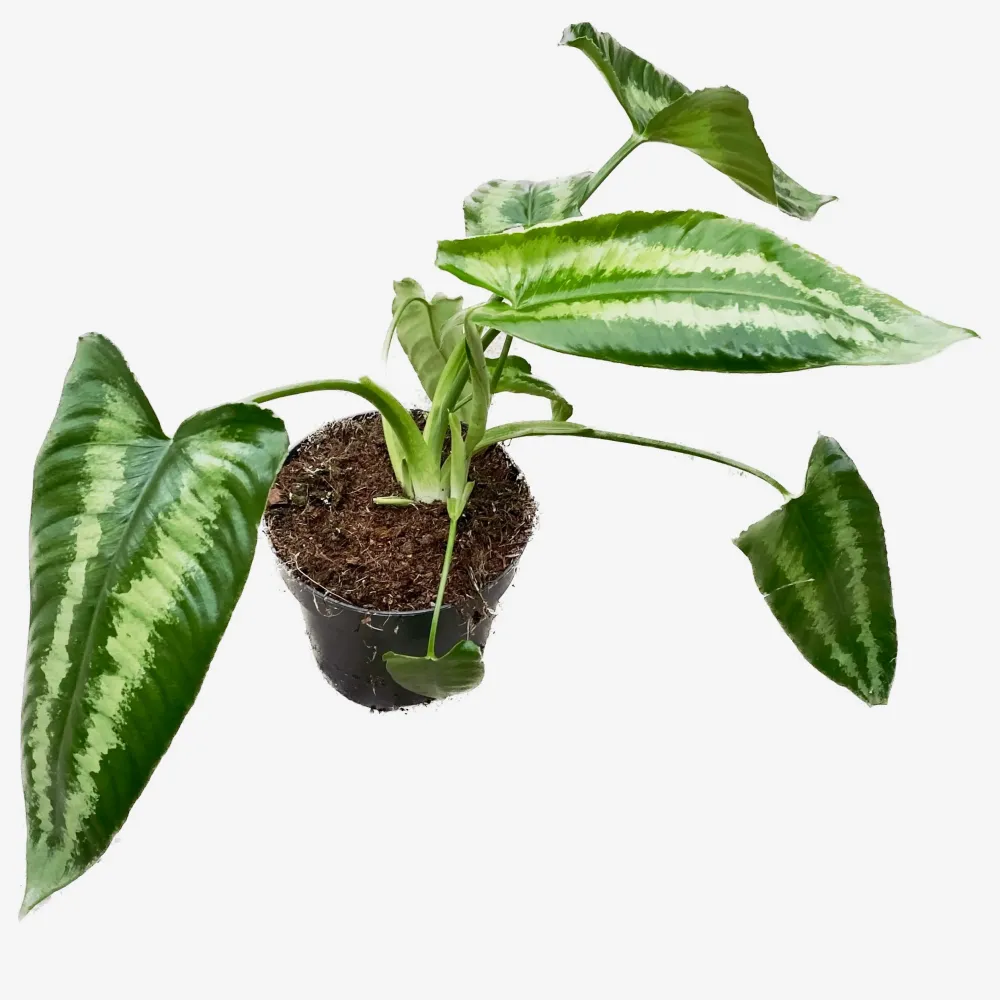 Schismatoglottis wallichii 1pp (frunze cu defecte)