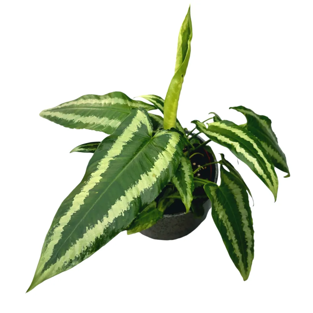 Schismatoglottis wallichii D12