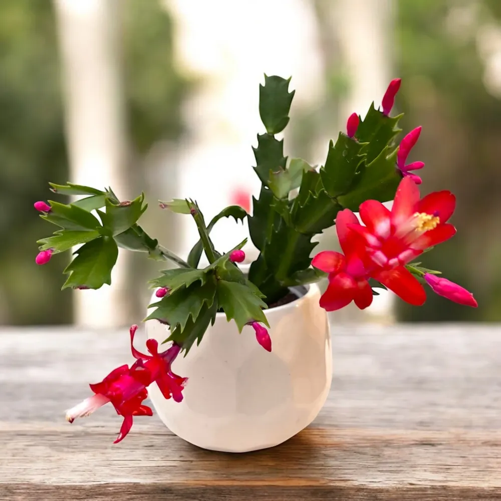Schlumbergera ‘Carribean Dancer’ (Craciunita rosie)