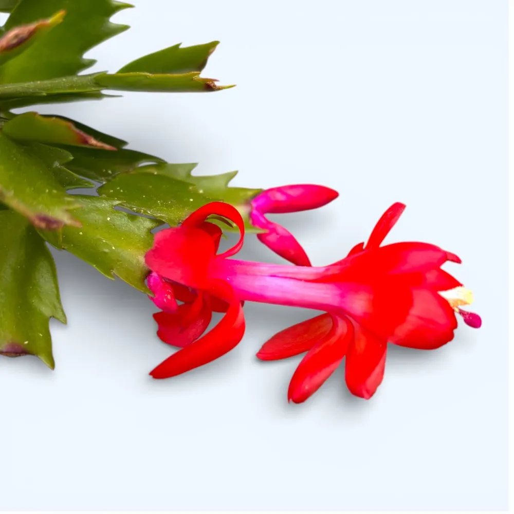 Schlumbergera ‘Carribean Dancer’ (Craciunita rosie)