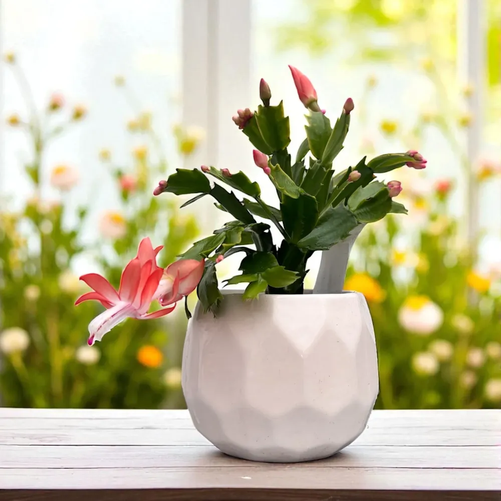 Schlumbergera ‘Christa’ (Craciunita corai) 2pp