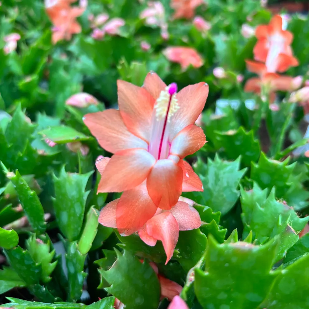 Schlumbergera ‘Christa’ (Craciunita corai) 2pp
