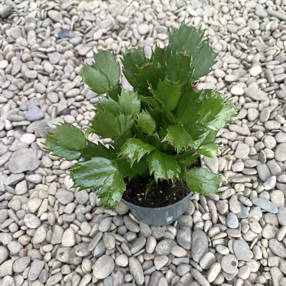 Schlumbergera (Craciunita) fara ID