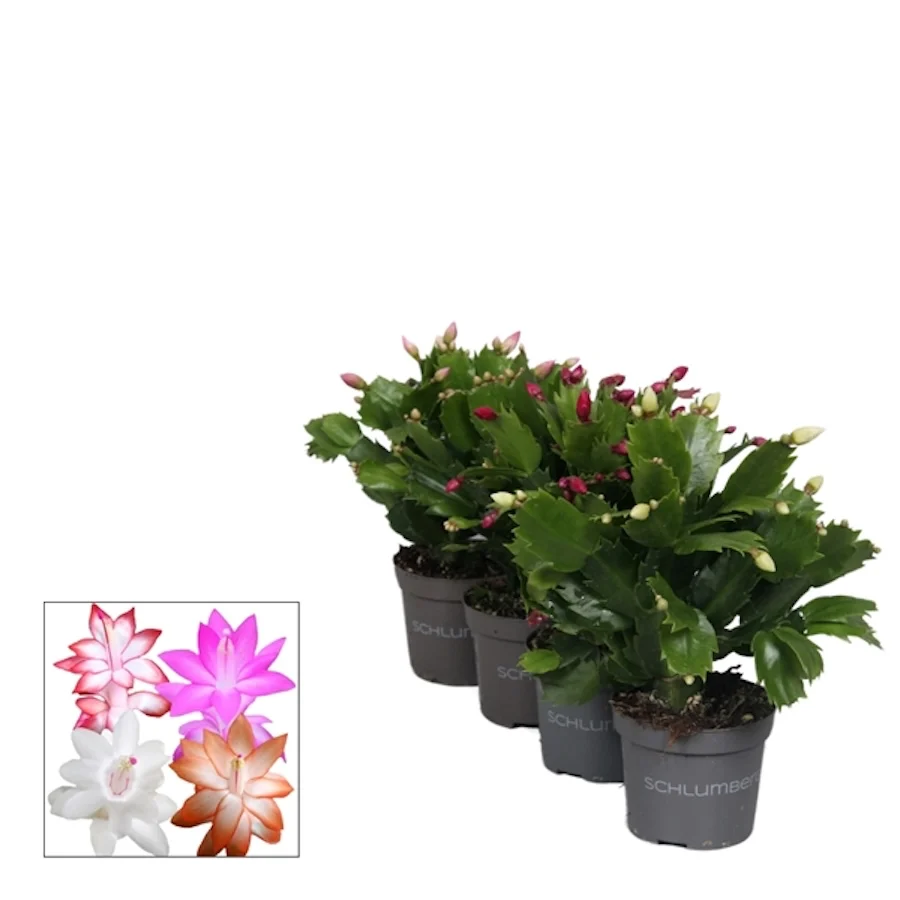 Schlumbergera (Craciunita) mix