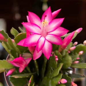 Schlumbergera ‘Cyber Pink’ (craciunita roz) - exemplare XL