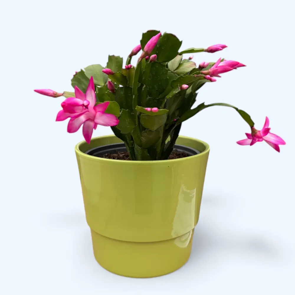 Schlumbergera ‘Cyber Pink’ (craciunita roz) - exemplare XL