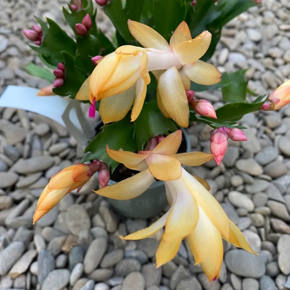 Schlumbergera 'Danica Yellow’ (Craciunita galbena) 2pp