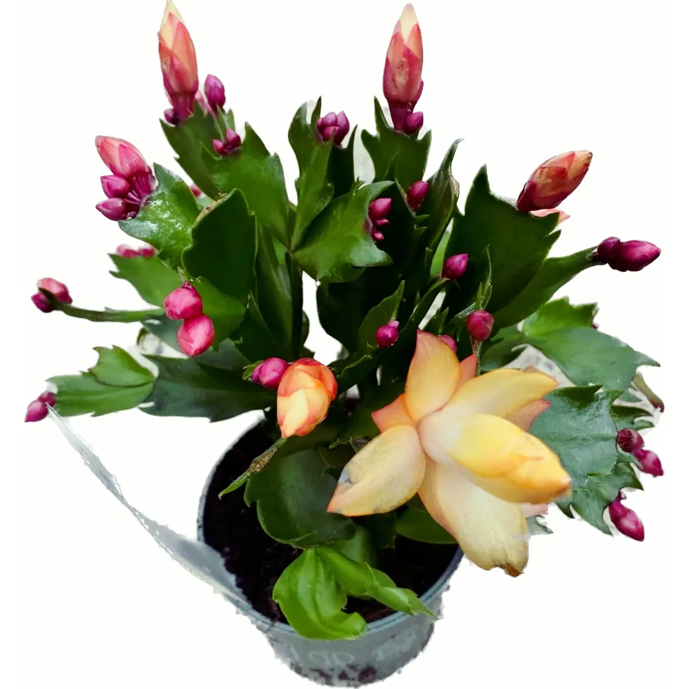Schlumbergera 'Danica Yellow’ (Craciunita galbena) 2pp