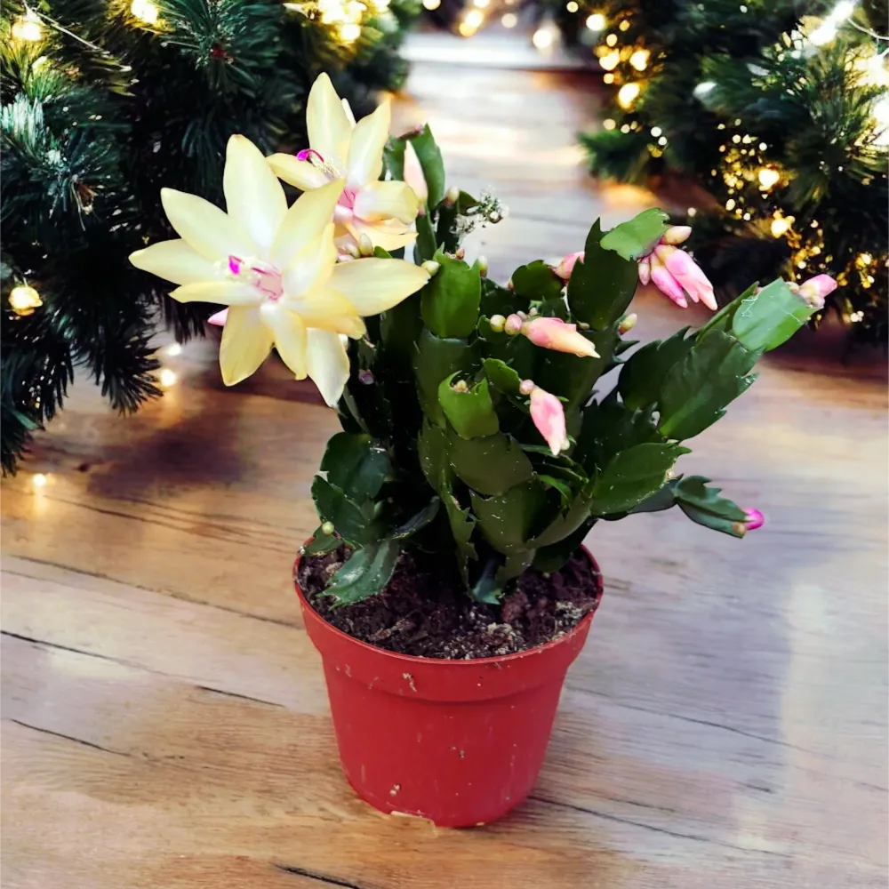 Schlumbergera ‘Limelight Dancer' (Craciunita galbena) 4pp