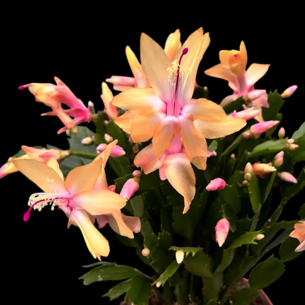 Schlumbergera ‘Limelight Dancer' (Craciunita galbena) - exemplare XL