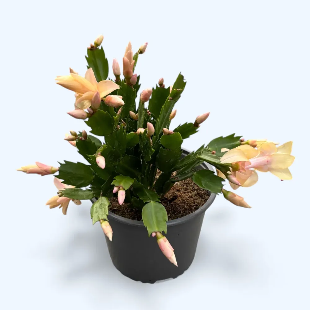 Schlumbergera ‘Limelight Dancer' (Craciunita galbena) - exemplare XL