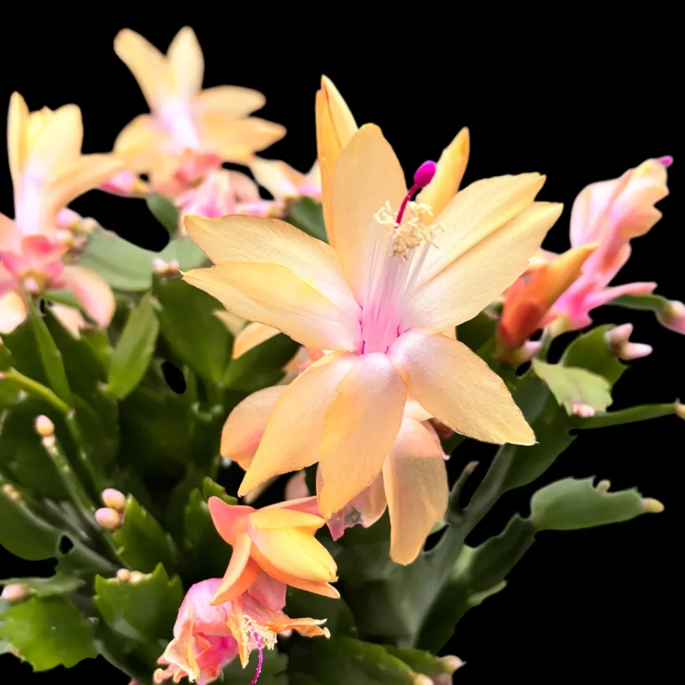 Schlumbergera ‘Limelight Dancer' (Craciunita galbena) - exemplare XL