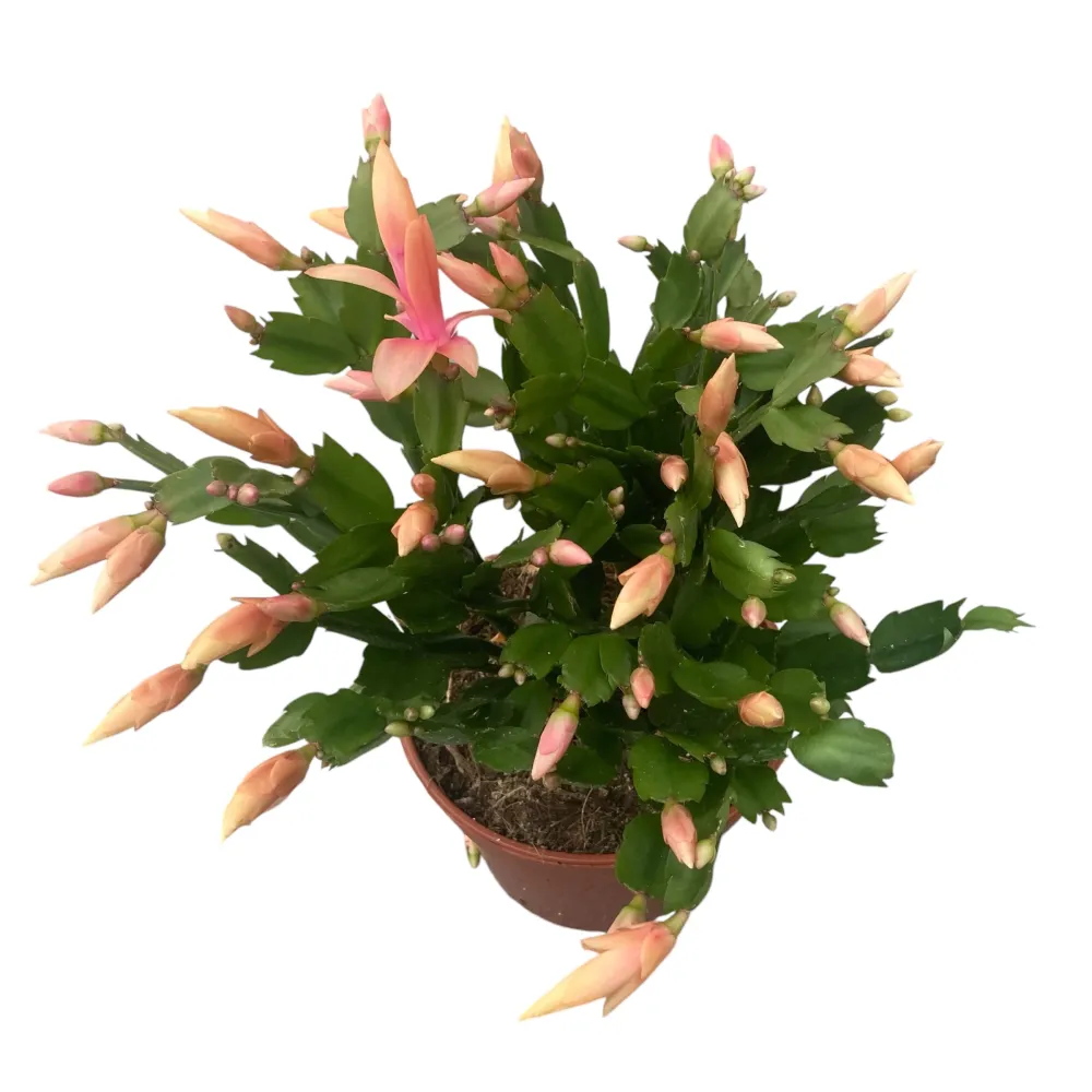 Schlumbergera ‘Limelight Dancer' (Craciunita galbena) - exemplare XL