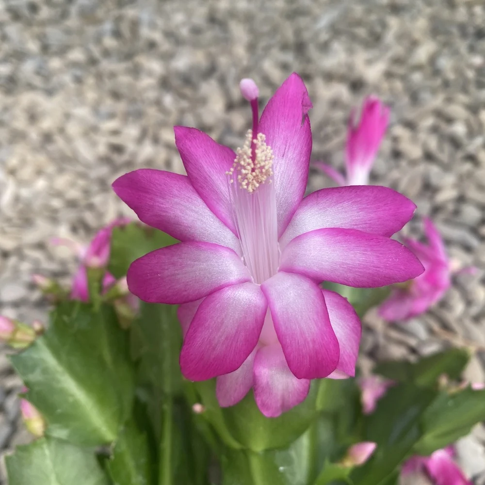 Schlumbergera 'Pink Brazil' (Craciunita roz-ciclam)