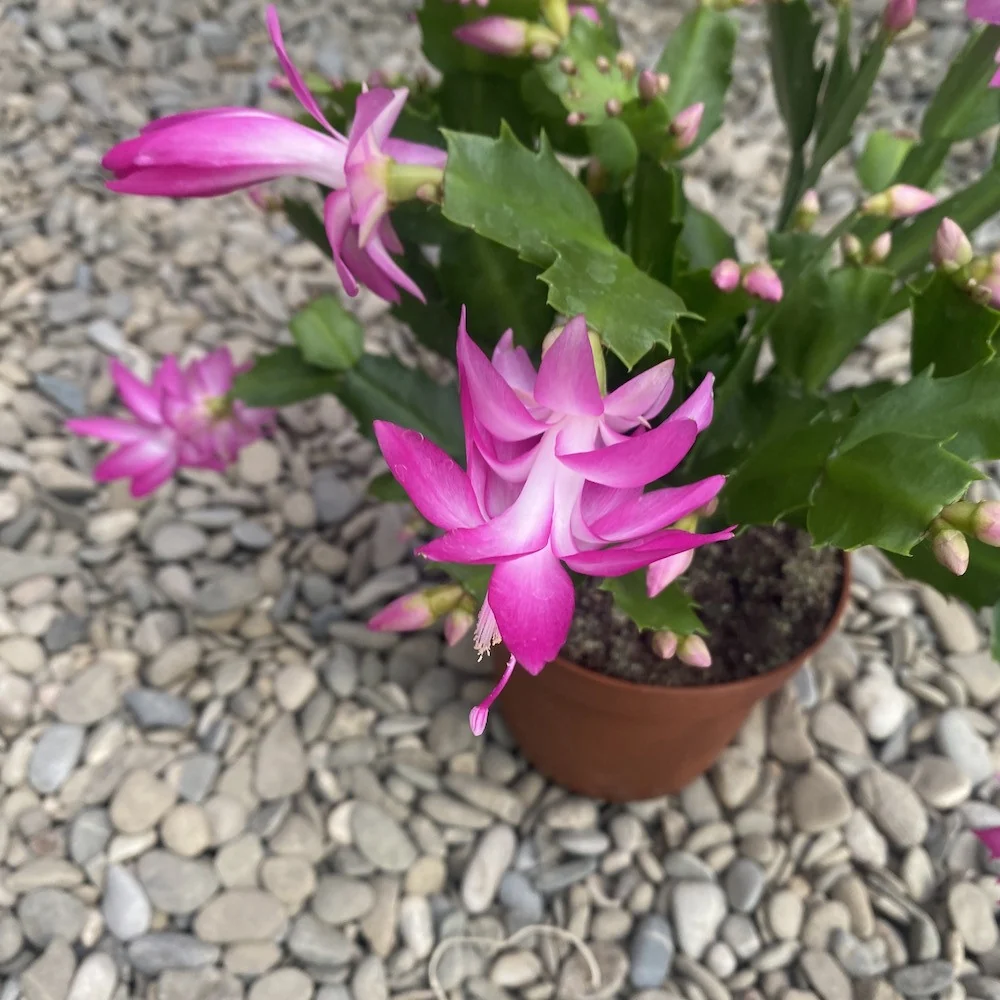 Schlumbergera 'Pink Brazil' (Craciunita roz-ciclam)