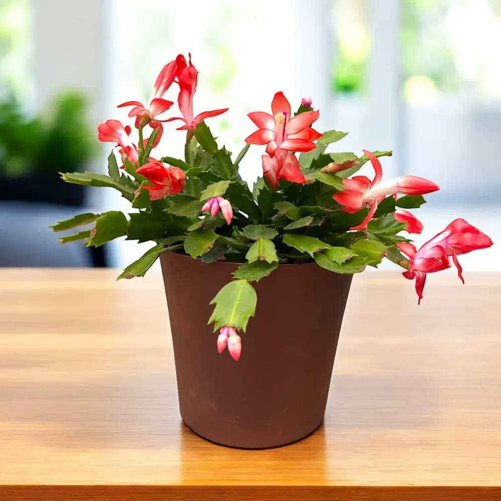Schlumbergera portocalie ‘Orange Flame’ (Craciunita) - exemplare XL