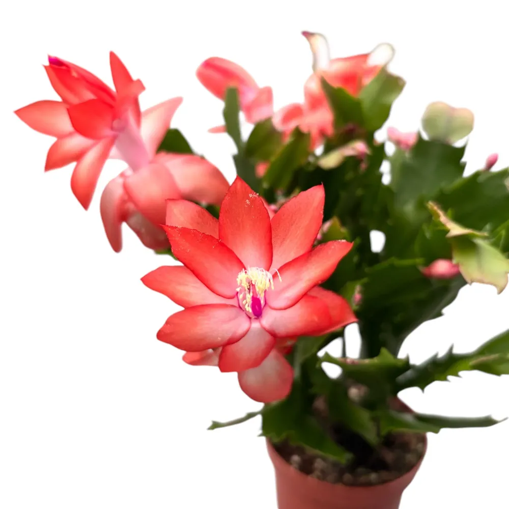 Schlumbergera portocalie ‘Orange Flame’ (Craciunita) - exemplare XL